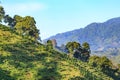 Coffee growing in colombia Royalty Free Stock Photo