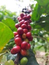 coffee that grows well in the ground Royalty Free Stock Photo