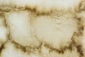 Coffee grunge stained paper texture