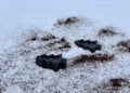 Coffee handmade soap with herbs, trees in the white snow Royalty Free Stock Photo