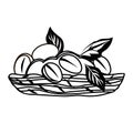 Coffee harvest in basket black and white decorative element for logo or packs design.