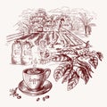 Coffee harvest concept, including a cup of coffee and a coffee branch on background of plantation . Vector illustration