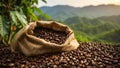 Coffee harvest plantation agriculture natural ecology growing caffeine caffeine