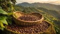 Coffee harvest plantation agriculture natural ecology growing caffeine cultivate