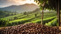 Coffee harvest plantation agriculture natural ecology growing caffeine