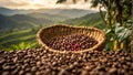 Coffee harvest plantation arabica natural ecology growing caffeine cultivate