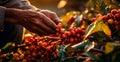 Coffee harvesting on a Brazilian plantation - AI generated image