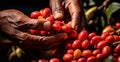 Coffee harvesting on a Brazilian plantation - AI generated image