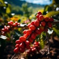 Coffee harvesting on a Brazilian plantation - AI generated image