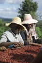 Coffee harvesting in ethiopia