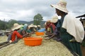 Coffee harvesting in ethiopia sidamma