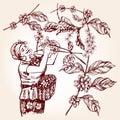 Coffee harvesting. Vintage vector illustration