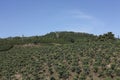 Coffee landscape, Colombia. Royalty Free Stock Photo