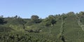 Coffee landscape, Colombia.