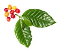 Coffee leaf with berrys