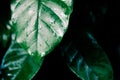 Coffee leaf with water drop Royalty Free Stock Photo