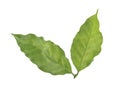 Coffee leaf on a white background Royalty Free Stock Photo