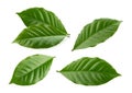 Coffee leaves isolated white background Royalty Free Stock Photo