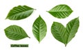 Coffee leaves isolated white background Royalty Free Stock Photo