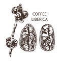 Coffee liberica
