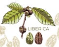 560_coffee liberica, graphics_coffee robusta, graphics