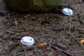 Coffee lids on the forest floor in Tyrebagger woods Royalty Free Stock Photo