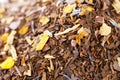 Coffee-like mate and red rooibos blend