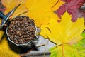 Coffee in a moka pot with coffee beans and ground coffee on blur dark background Royalty Free Stock Photo