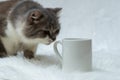 A coffee mug featuring a cat snuffing on its handle with the white background Royalty Free Stock Photo