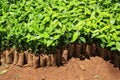 Coffee nursery tree Royalty Free Stock Photo