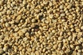 Coffee parchment of Sun drying Royalty Free Stock Photo