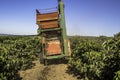 Coffee picker that fell to the ground during mechanized harvesting on a farm