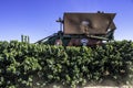 Coffee picker that fell to the ground during mechanized harvesting on a farm