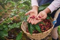 Coffee picker show red cherries Royalty Free Stock Photo