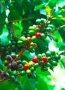 Coffee plant