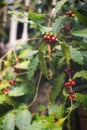 Coffee plant branch bursting with ripe cherries