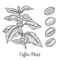 Coffee plant branch with leaf, berry, coffee bean, fruit, seed. Natural organic caffeine. Royalty Free Stock Photo