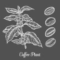 Coffee plant branch with leaf, berry, coffee bean, fruit, seed. Natural organic caffeine. Royalty Free Stock Photo