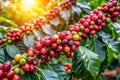 Coffee Plant Branch of a Coffee Tree with Ripe Beans Royalty Free Stock Photo