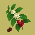 Coffee plant (Coffea_arabica)