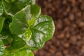 Coffee plant and coffeebeans, close up of leave and blurry beans