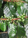 Coffee plant detail