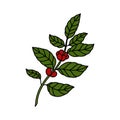 Coffee plant doodle icon, vector color line illustration Royalty Free Stock Photo
