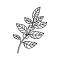 Coffee plant doodle icon, vector color line illustration Royalty Free Stock Photo