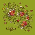 Engraving coffee plants, vintage decorative leaves and coffee cherries