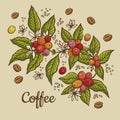 Engraving coffee plants, vintage decorative leaves and coffee cherries