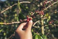 Coffee plant farm woman Hands harvest raw coffee beans. Ripe Red berries plant fresh seed coffee tree growth in green eco farm. Royalty Free Stock Photo