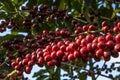 Coffee plant in field