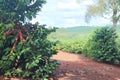 Coffee plant fruit in coffee farm