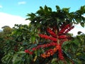 Coffee plant with great fruits